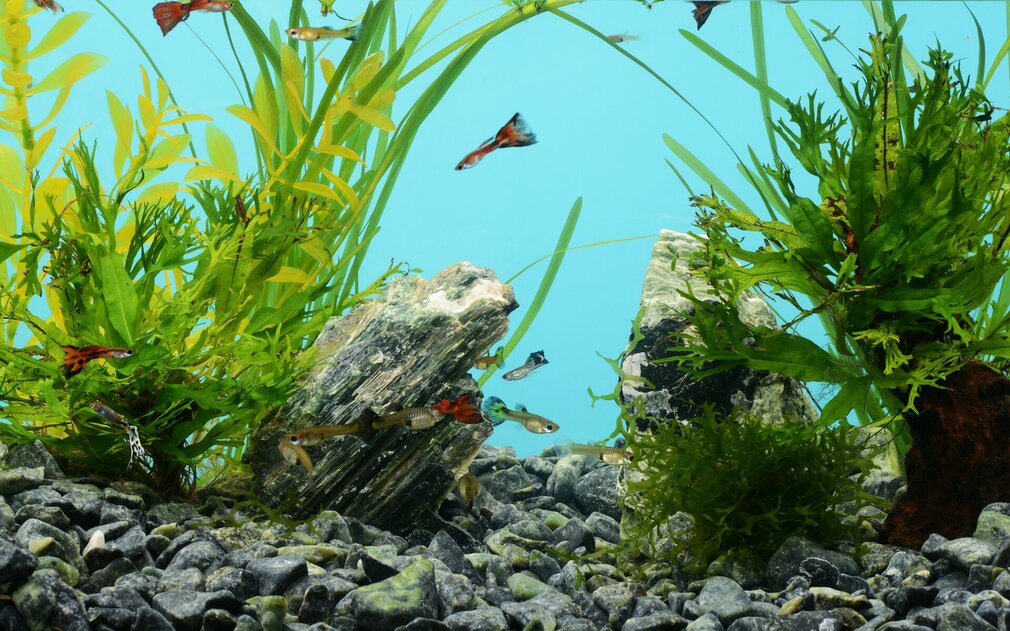 Akvárium s rybičkami a kameňom